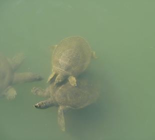Wasserschildkröten von der Hafenbrücke