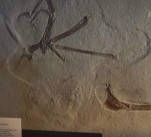Jura-Museum