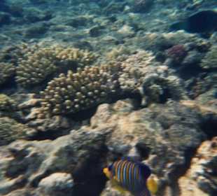 Schnorcheln am Hotelriff