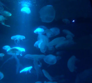 Palma Aquarium
