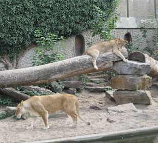 Artis Zoo Tiere