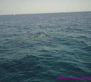 Freilebende Delphine im Roten Meer