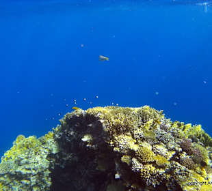 Schnorcheln El Quseir