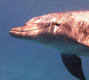 Delfine-Joseph Mogli`s Freunde