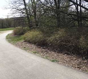 Stadion an der Kreuzeiche