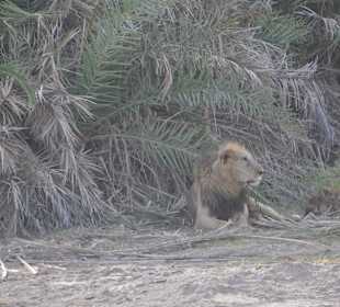 Löwen Familie im Amboseli