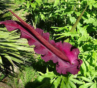 Rundgang durch den Botanischen Garten Cagliari