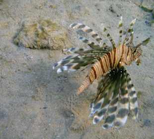 Schnorchelparadies am Hotel Coral Garden