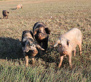 Glückliche Schweine