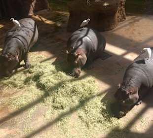Zoo Wrocławkie