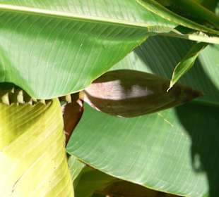 Botanischer Garten