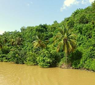 Mangroven-Flusslandschaft