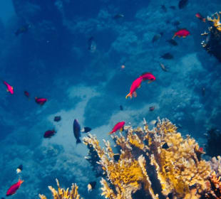 Schnorcheln Coraya Bay Marsa Alam 