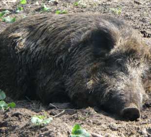 Wildschwein