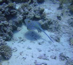 Tauchgebiet Umm Gamar