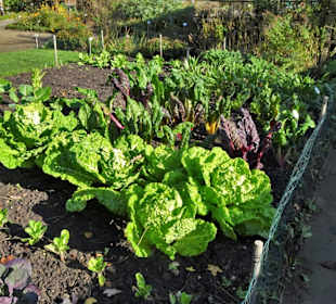 Rundgang durch den Botanischen Garten Hamburg