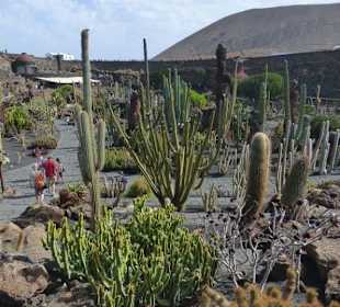 Im Kaktusgarten