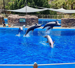 Tolle Dephin Show
