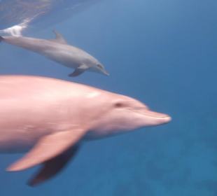 Delfine