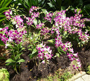 Im Garten der Orchideen