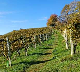 Weg im Weingarten