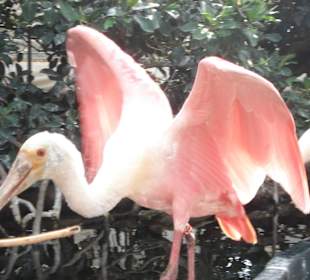 Aquarium L’Oceanogràfic 