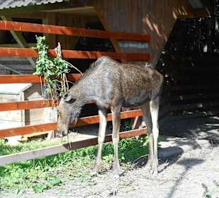 Białowieski Park Narodowy