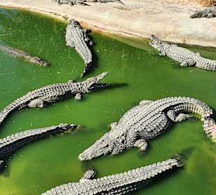 Krokodilfarm Animalia