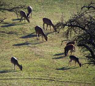 Wildgehege rund um die Burg Privatbesitz