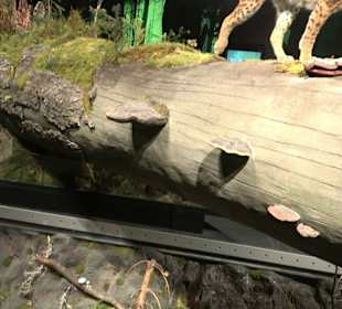 Naturparkzentrum Ruhestein