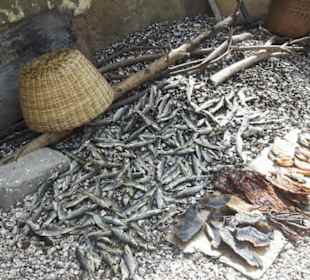 Und schon wieder Fische - das Hauptnahrungsmittel