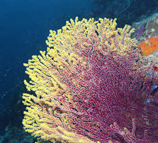 Schnorcheln Raja Ampat