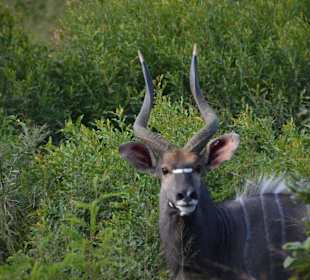 Hluhluwe-Imfolozipark