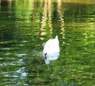 Abbey Park (Park (rezerwat, zoo, safari, itd.))