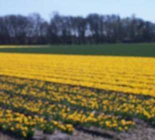 Tulpen velden