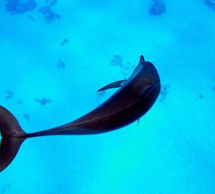 Neugieriger Delfin