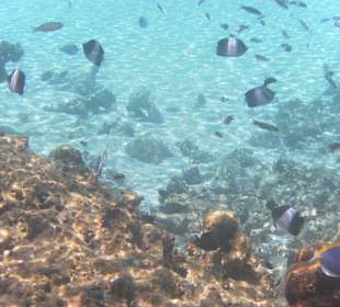 Riffe, Korallen und Fische  
