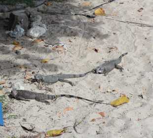 Leguane beim Morningstar-Beach