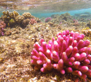 Schnorcheln vom Strand