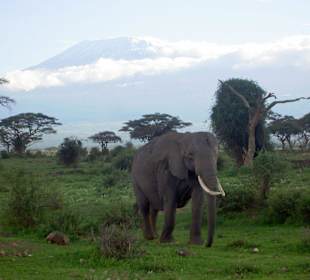 Elefant vor den höchsten Berg Afrikas