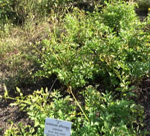 Botanischer Garten München