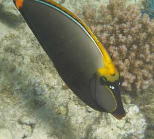 Gelbklingen - Doktorfisch