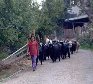 Ziegenhirtin mit Tieren