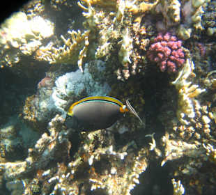 Gelbklingen-Nasendoktor