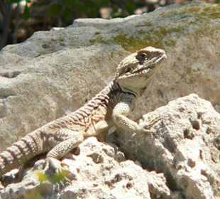 ein etwas größerer Bewohner