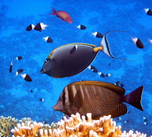 Schöne Unterwasserwelt