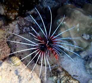 Тоже крылатка - Hotel Tropitel Sahl Hasheesh