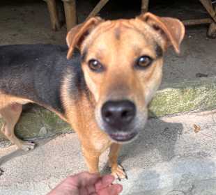 Hund 