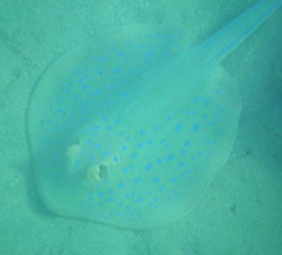 Unterwasser - Hotel Premier Le rêve