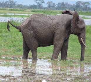 Elefant im Amboseli